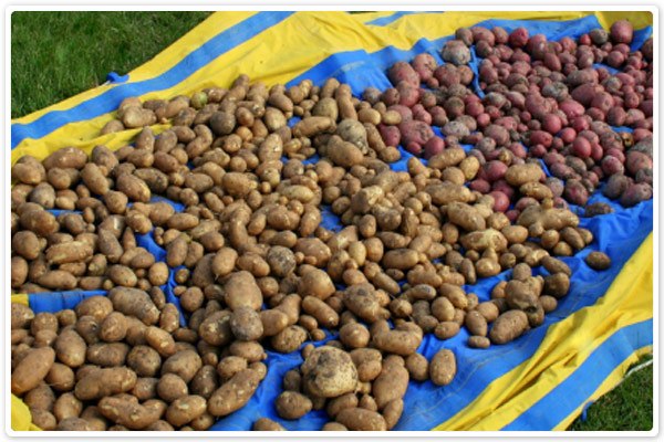 Uses for Tarps - Farming 3